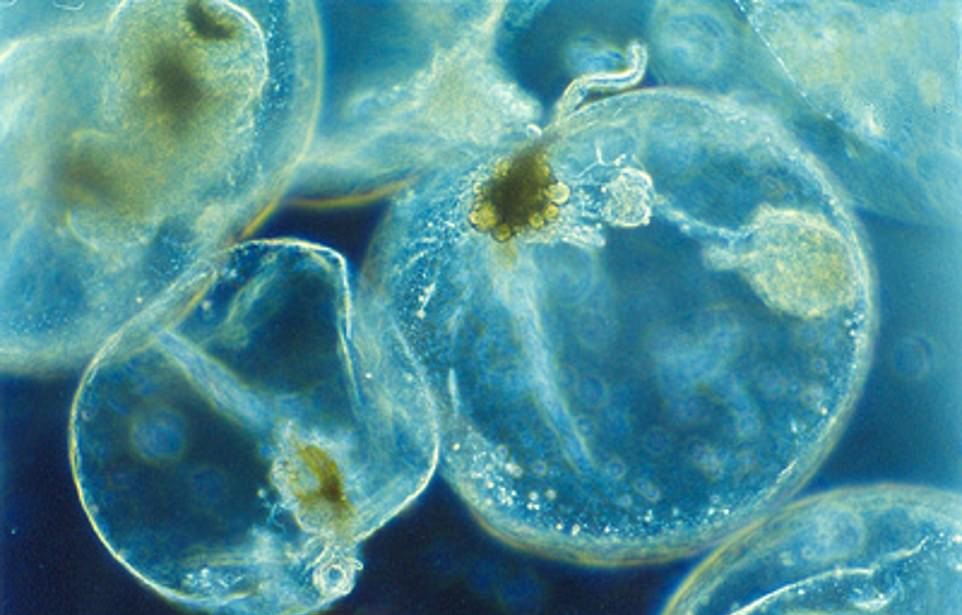 Мистически красиво, но объясняется научно: море горит «синим пламенем»