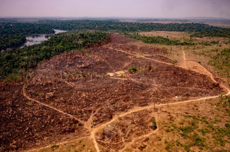 Исследование: леса Амазонки исчезнут через 50 лет – вместо них будут саванны Исследование: леса Амазонки исчезнут через 50 лет – вместо них будут саванны