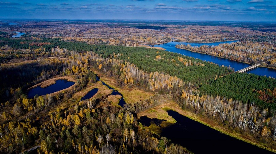 Леса в Чернобыле