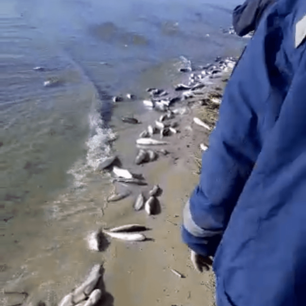 Ростовская прокуратура проводит проверку после массовой гибели рыбы на Дону Ростовская прокуратура проводит проверку после массовой гибели рыбы на Дону