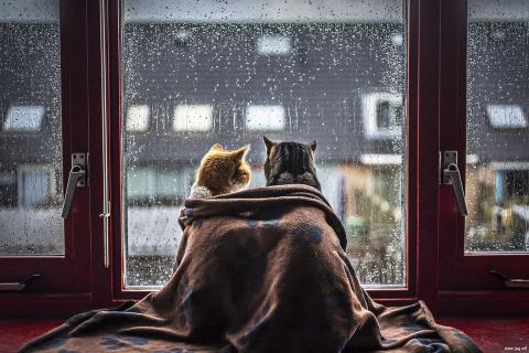 Аномальную жару сменят морозы в Ростовской области