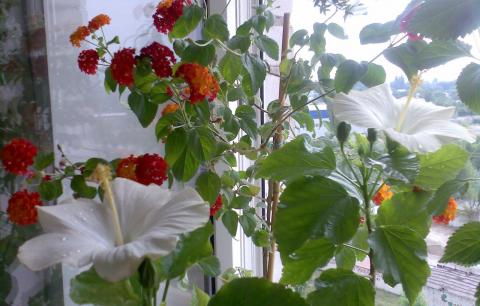 Комнатные цветы летом Домашние растения