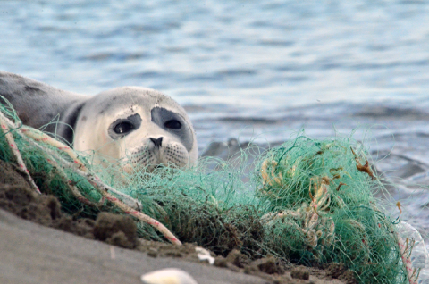 Названа причина массовой гибели нерп на Каспии: зверски убили люди