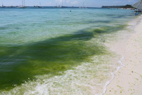 В Анапе море превратилось в "зеленую кашу" из-за наплыва туристов