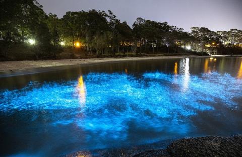 Мистически красиво, но объясняется научно: море горит «синим пламенем» Мистически красиво, но объясняется научно: море горит «синим пламенем»