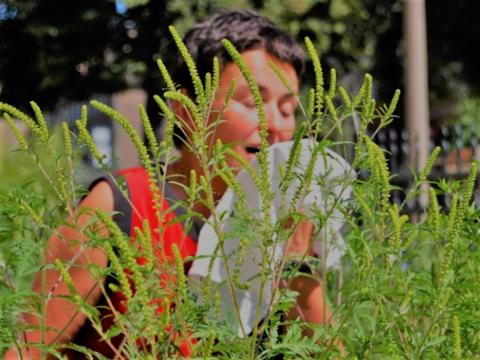 Цветение амброзии