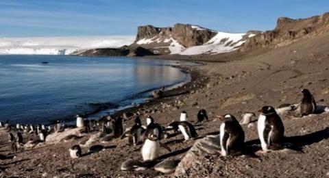 остров Ливингстон Южных Шетландских островов Антарктиды фото