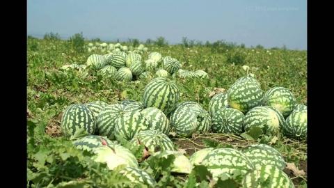 астраханская бахча