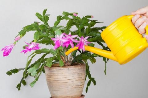 Комнатные цветы осенью и зимой Комнатные цветы осенью и зимой