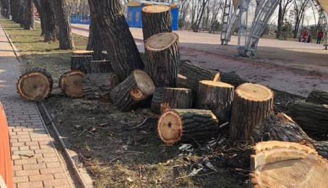 вырубка деревьев в парке "Левобережный" вырубка деревьев