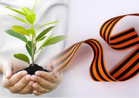 Саженец георгиевская лента