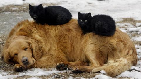 В Краснодаре выбрали место для строительства приюта для бездомных животных