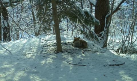 Дикая лиса в зоне Фукусимы Фукусима стала «заповедником» для диких животных