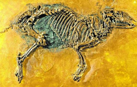 Палеонтологи показали, как выглядела первобытная лошадь