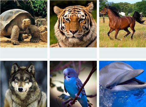 Тест на характер: Выбрав животное, вы узнаете все о своем характере Тест на характер: узнай все о своей личности, выбрав животное