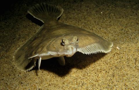 Камбала на дне Камбала в море