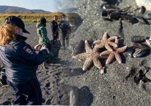 катастрофа на камчатке выброс мертвых животных на берег фото