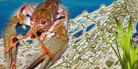 Добыча каспийского рака В Дагестане Каспийский рак Дагестан добыча рака