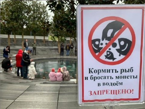 Карпы кои в парке Краснодара В парке «Краснодар» к пруду с карпами приставили охранника