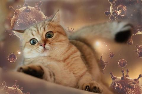 коронавирус у кошек коронавирус у кошки картинки