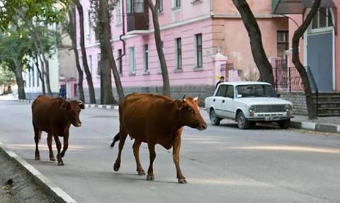 В столице Дагестана прошел рейд по отлову домашнего скота