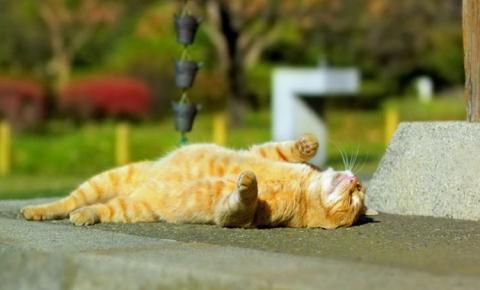 Кот греется на солнце
