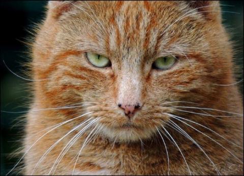 В Азове прохожая избила женщину в костюме кота