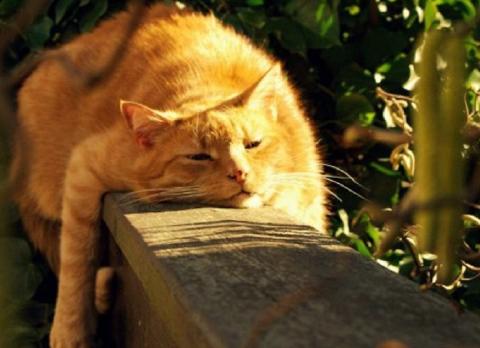 кот на солнце