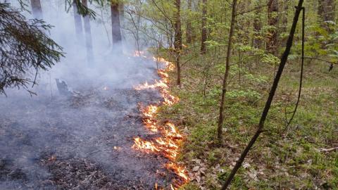 Лесной пожар