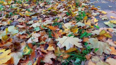 Осенние листья