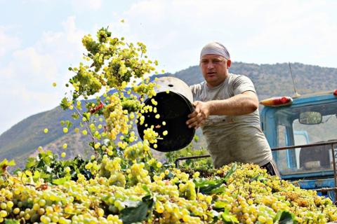 Сбор винограда