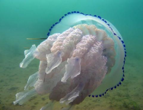 Медуза в море