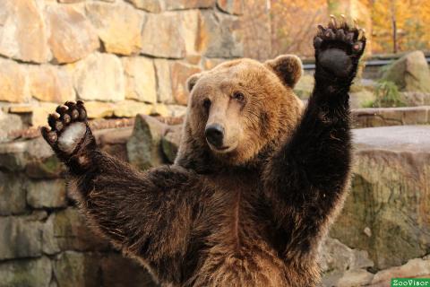 Все мини-зоопарки с животными в Сочи закроют после гибели мальчика у вольера с медведями