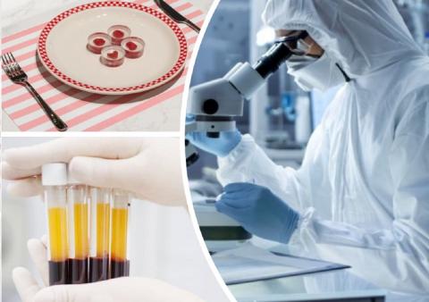 Искусственное мясо, открытие в сфере науки