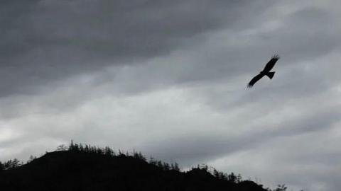 В Китае у самолета отвалился нос при столкновении со стаей птиц