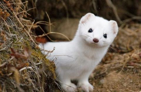 Животное - норка