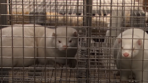 Норки в клетке на норковой ферме