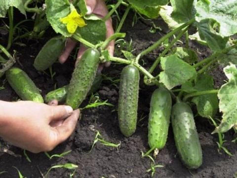Огурцы в открытом грунте: выращивание огурцов, посадка, подкормка, уход