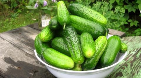 Средство для получения здорового урожая огурцов: только натуральные ингредиенты, пошаговый рецепт приготовления Средство для получения здорового урожая огурцов: только натуральные ингредиенты, пошаговый рецепт приготовления