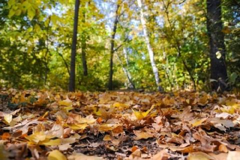 Осенний лес