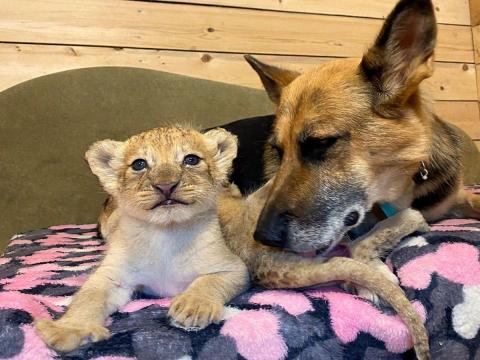 овчарка Сандра и львёнок фото