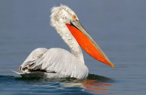 Кудрявый пеликан Птичий грипп выявлен в Дагестане