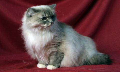 Красивая порода кошек рагамаффин: особенности породы, фото и видео