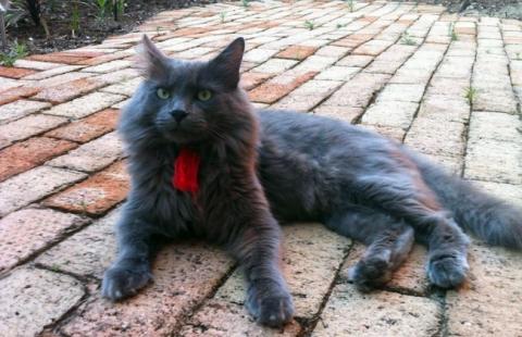 Редкая порода кошек нибелунг: особенности породы, характер, фото