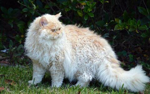 Удивительная порода кошек селкирк рекс: у них кудрявое всё, даже усы
