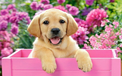 породы собак Самые популярные породы собак в Москве 2019 года, назвали эксперты