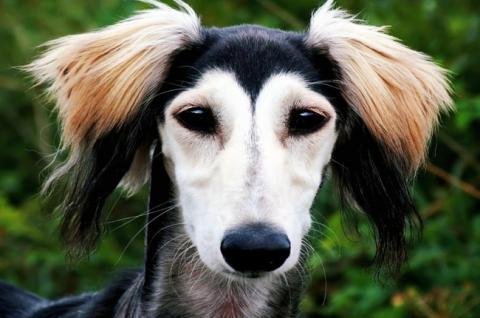 ТОП-3 самых быстрых пород собак в мире, фото