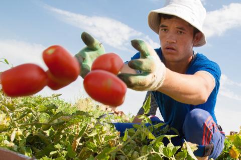 Рабочие в поле