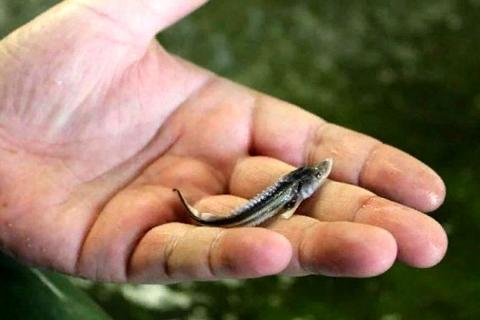 человек держит в на ладони малька рыбы картинка рука с мальком рыбы картинка