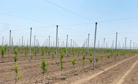 Сад Нектариновый сад